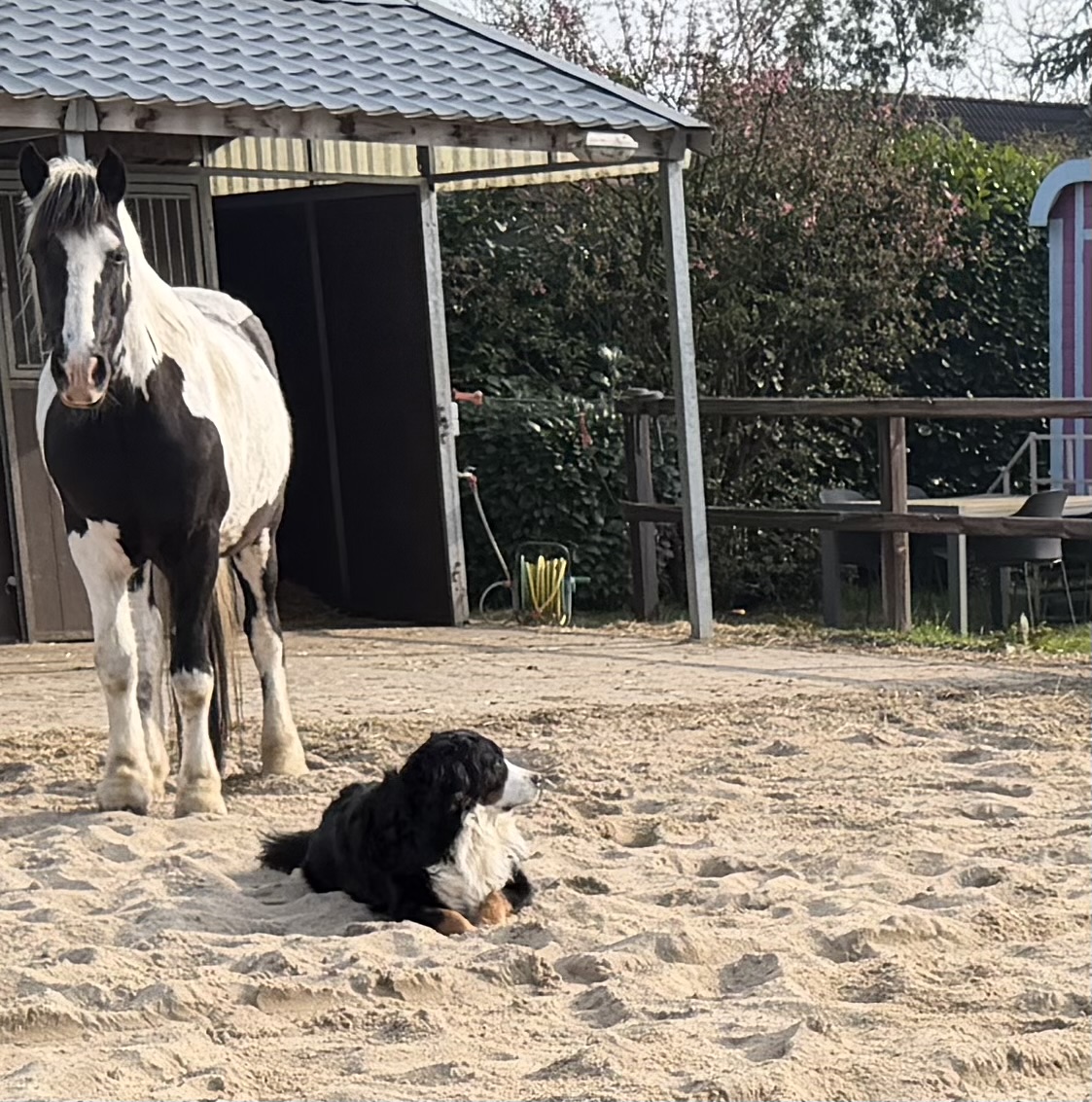 De e-learning van HoPa Coaching over honden- en paardentaal