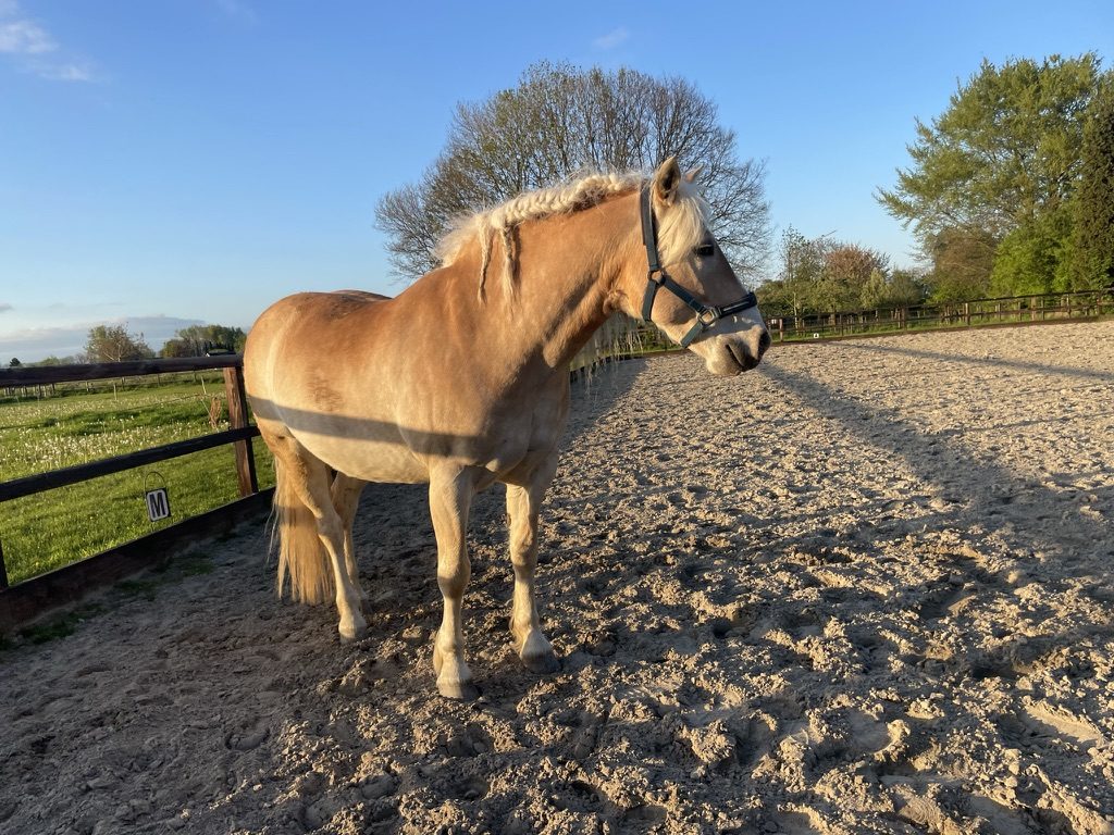 Haflinger staat in de avondzon in de zandbak bij de wei
